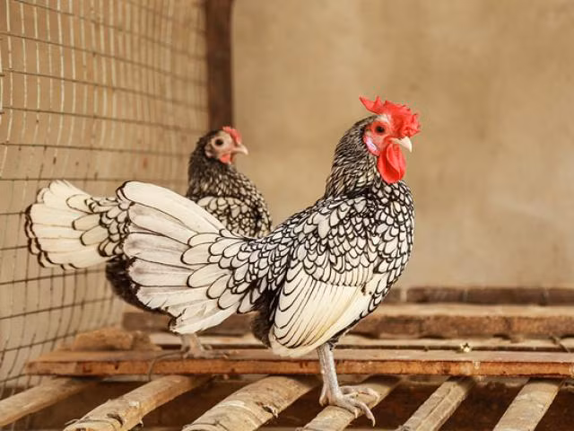 Tuy nhiên, nuôi gà vảy cá không hề dễ dàng. Gà vảy cá có sức đề kháng rất yếu, rất dễ bị dịch bệnh chết.