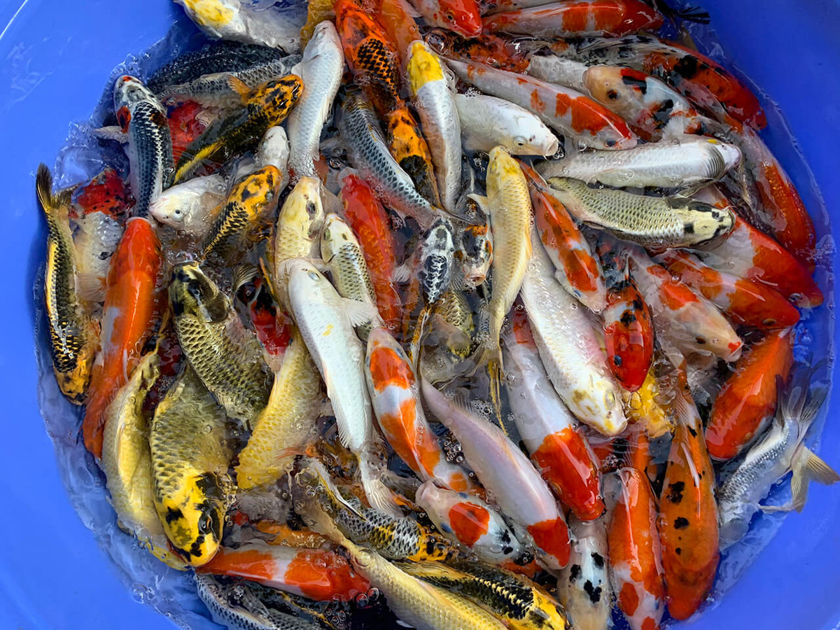 Tuy nhiên, cá Koi có giá không hề rẻ. Cá Koi nhập khẩu trực tiếp từ các trang trại lớn tại Nhật Bản giá thấp nhất cũng 500.000 đồng cho size từ 10 cm.