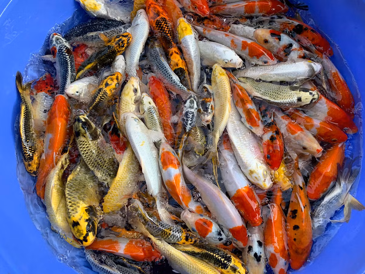 Tuy nhiên, cá Koi có giá không hề rẻ. Cá Koi nhập khẩu trực tiếp từ các trang trại lớn tại Nhật Bản giá thấp nhất cũng 500.000 đồng cho size từ 10 cm.