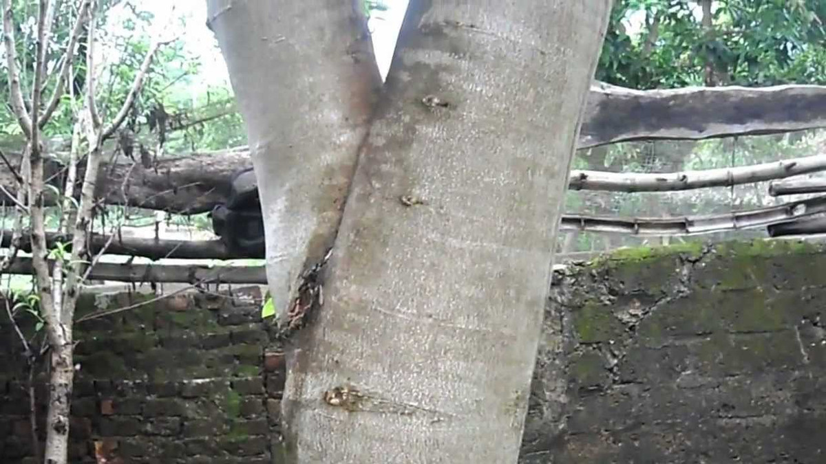 Anh Nguyễn Văn Dự ở ấp Thạnh Đông, xã Lộc Tấn, H.Lộc Ninh (Bình Phước) vừa bán cây sưa 7 năm tuổi giá 35 triệu đồng khiến nhiều người xôn xao, bởi từ lâu nay anh dấu kín chuyện trồng sưa xen trong vườn tiêu. Hiện tại trong vườn nhà anh Dự còn 20 cây sưa trồng cùng đợt được thương lái trả giá gần 1 tỉ đồng nhưng anh chưa chịu bán. (Ảnh minh hoạ)