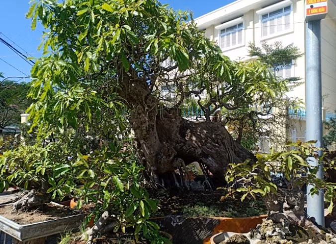 Ông Tỉnh cho biết, mấy năm trước có người trả 650 triệu đồng cho cây lộc vừng này nhưng ông không bán. Ảnh: Nongnghiep.