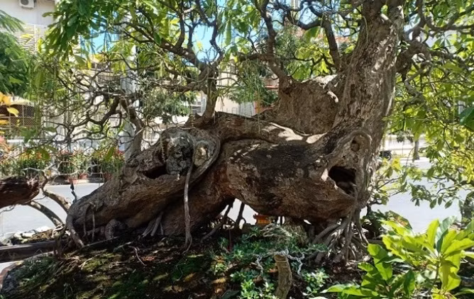 Ông Nguyễn Đức Tỉnh, ở TX Ninh Hòa (Khánh Hòa) sở hữu cây lộc vừng cao khoảng 3m, có gốc to xù xì khoảng 2 người ôm. Ảnh: Nongnghiep.