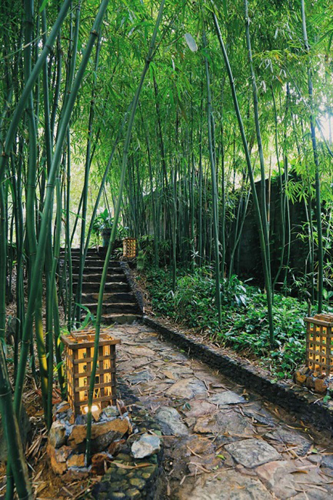 Lối lên nhà là rặng trúc xanh mướt mắt. Ảnh: Pháp luật &amp; bạn đọc.