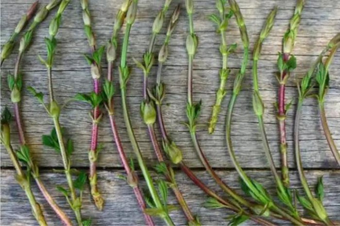 Được sử dụng phổ biến cho quá trình lên men trong các nhà hàng trên thế giới, chồi hoa bia có giá lên tới hơn 20 triệu đồng/kg. Sở dĩ giá của nó cao đến vậy là vì sự khan hiếm của loài cây này.