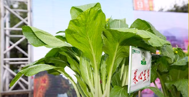 66,6 vạn Nhân Dân Tệ/cây (khoảng hơn 2 tỷ đồng) là mức giá mà loại rau cải chip ở thành phố Liên Châu, Trung Quốc đạt được sau cuộc đấu giá từ thiện.