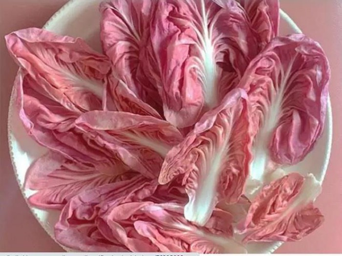 Là loại cây mới xuất hiện nhưng rau diếp hồng nhanh chóng gây sốt bởi màu sắc khác lạ. Trong khi rau diếp xanh thông thường có giá bán dưới 1 USD (khoảng 23.000 đồng) mỗi kg thì giá của rau diếp hồng lên tới hơn 20 USD/kg (tương đương khoảng 500.000 đồng).