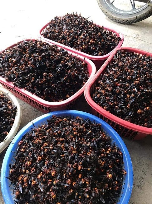 Anh Thành cho rằng, theo kinh nghiệm dân gian thì ong đất ngâm rượu dùng để xoa bóp, chữa thấp khớp, cảm, gió còn tác dụng tăng cường sinh lực cho nam giới và bồi bổ sức khỏe thì chưa được kiểm chứng. Ảnh: Dân Việt.