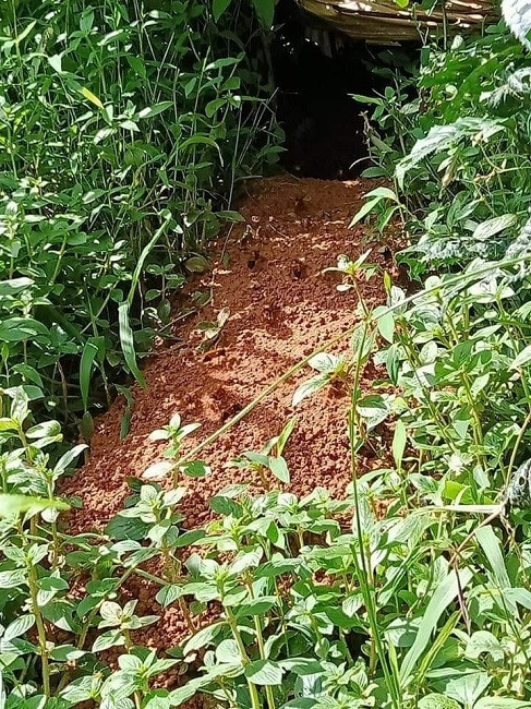 Tuy nhiên, chia sẻ trên Dân Việt, anh Hà Xuân Thanh (trú tại Bắc Kạn) cho biết ong đất được coi là loại ong “tiệt độc” tức là độc nhất. Ảnh: Dân Việt.