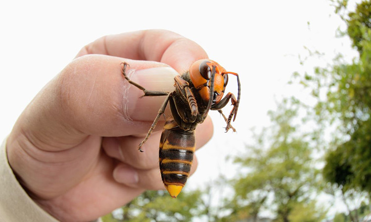 Trong khi đó, BS.TTND Nguyễn Xuân Hướng, nguyên Chủ tịch Hội Đông y Việt Nam cho rằng, rượu ong đất không bổ béo, không tác dụng như lời đồn. Ong đất nọc quá độc, uống vào sẽ gây hại cho gan, thận, dị ứng, mẩn ngứa..Ảnh: Internet.