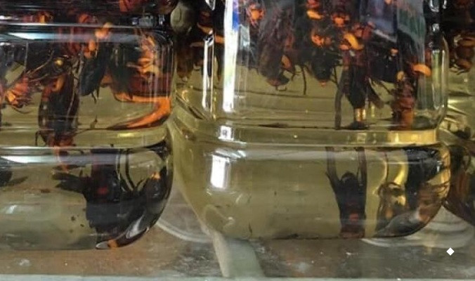 Ngoài ra, ong đất ngâm rượu có thể dùng để ngâm rượu giúp tăng cường sinh lực, bồi bổ cho người thể trạng yếu. Ảnh: Lazada.