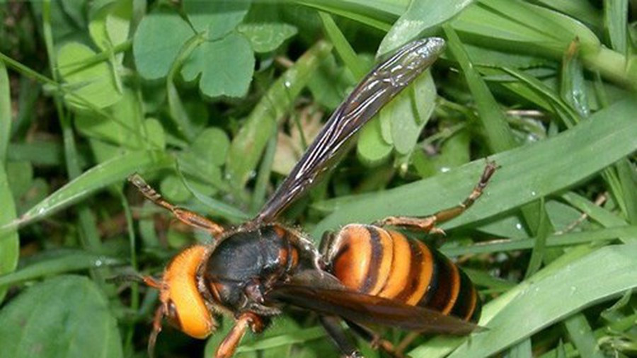 Theo anh Thành, muốn ngâm rượu ong đất để uống phải rang cháy, hoặc rửa sạch, dùng vải xô nhiều lớp để lọc lông tơ vì lông tơ của ong rất sắc nhọn và độc. Hơn nữa, phải hạ thổ ít nhất 100 ngày mới uống, nếu không sử dụng đúng cách rất dễ bị dị ứng và ngộ độc. Ảnh: Internet.
