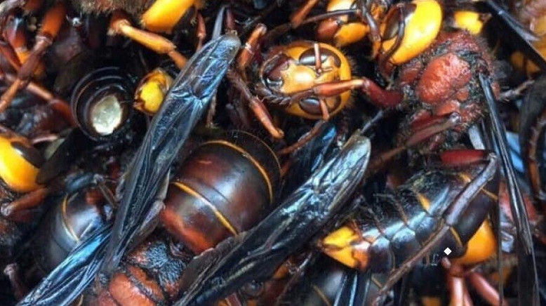 Trên chợ online, ong đất (hay còn gọi là ong bắp cày, ong dế) đang được rao bán với giá từ 500.000 - 750.000 đồng/kg. Ảnh: Lazada.