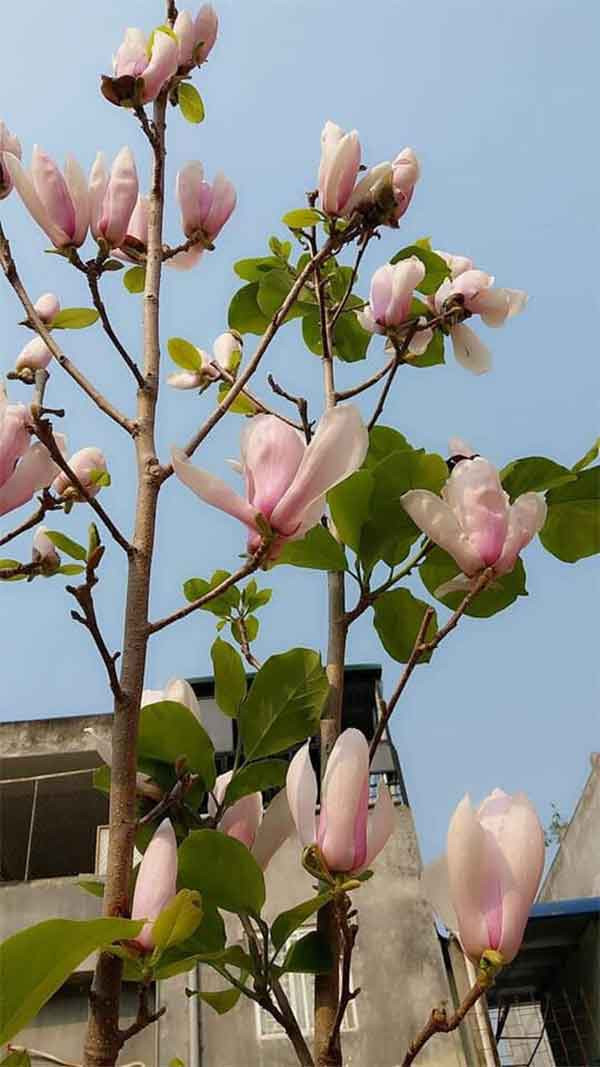 Để có một chậu hoa mộc lan đẹp chơi dịp Tết Nguyên đán, khách hàng thường phải mua từ 5 - 7 cây về trồng chung 1 chậu và chăm sóc cẩn thận để hoa nở đúng dịp Tết.