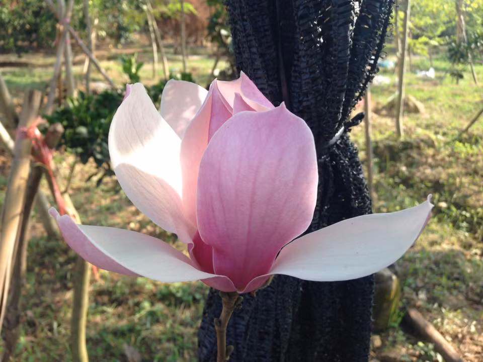 Chia sẻ với Đất Việt, một nhà vườn ở Q. Tây Hồ, TP. Hà Nội, những cây hoa mộc lan này được nhập từ Trung Quốc về.