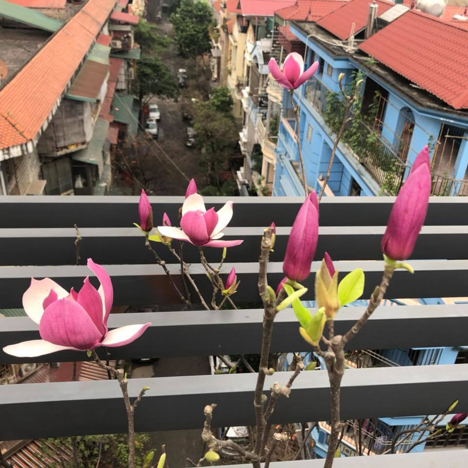 Để cây cho hoa đúng dịp Tết, người dân cần chăm sóc trong vòng 2-3 tháng trước Tết. Cây hoa mộc lan cần phải trồng vào chậu đất tơi xốp, bón phân hữu cơ và tưới nước thường xuyên, tránh ánh nắng mạnh.