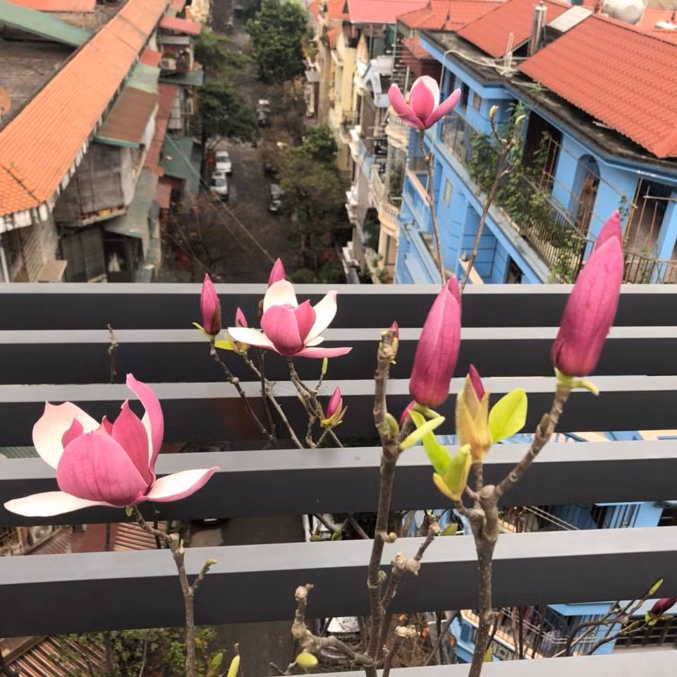 Để cây cho hoa đúng dịp Tết, người dân cần chăm sóc trong vòng 2-3 tháng trước Tết. Cây hoa mộc lan cần phải trồng vào chậu đất tơi xốp, bón phân hữu cơ và tưới nước thường xuyên, tránh ánh nắng mạnh.