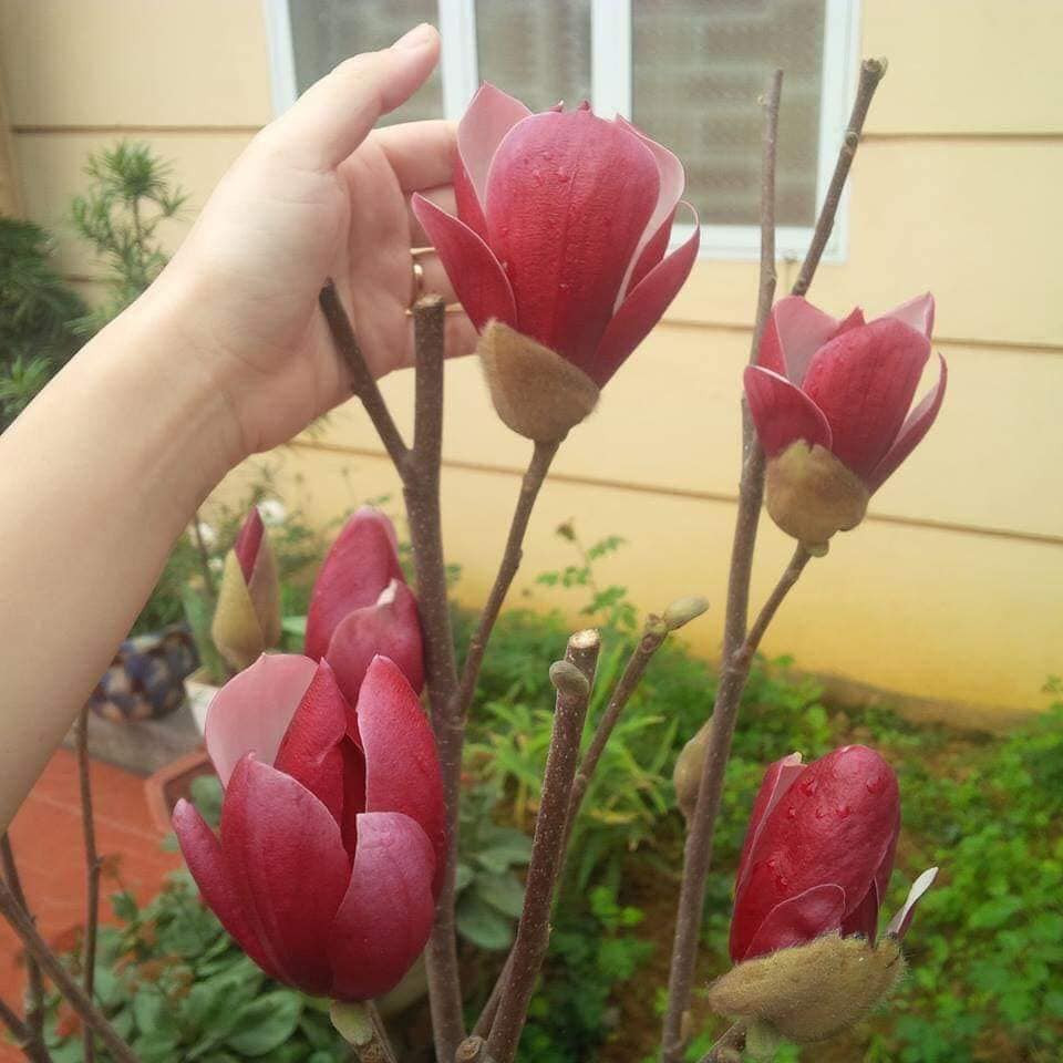 Khi hoa mộc lan nở thì cành lộc chưa đâm chồi, lá non chưa nhú lên. Trên cây hoa chỉ thấy hồng, đỏ, trắng, vàng, toàn hoa là hoa. Nguồn ảnh: Facebook