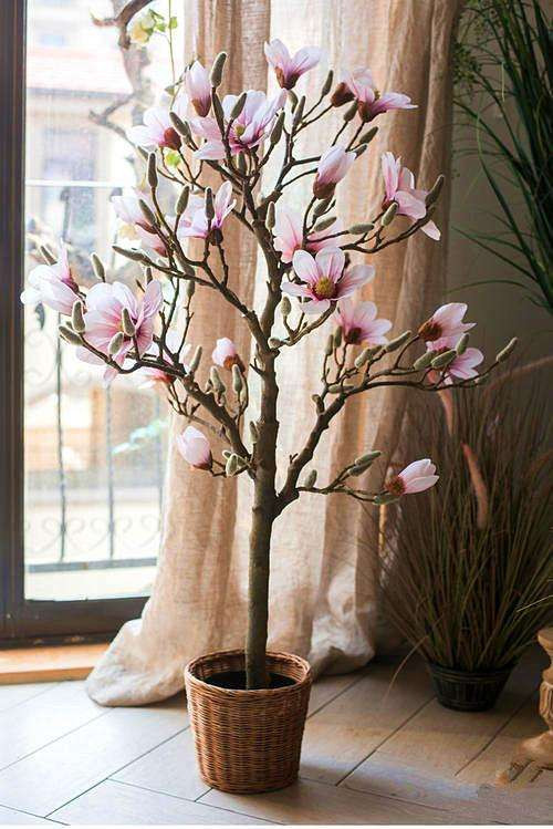 Giá mỗi cây hoa mộc lan hiện dao động từ 100.000-180.000 đồng.