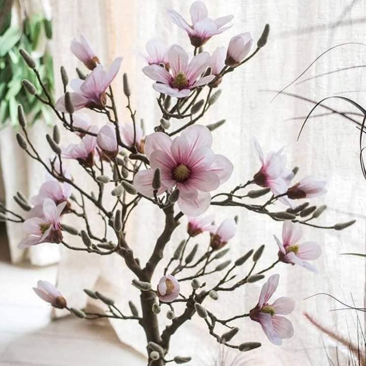 Theo người bán, những cây mộc lan đang được rao bán là đã được kích cho ra nụ, người dân chỉ việc về chăm cho cây sống là sẽ có hoa.