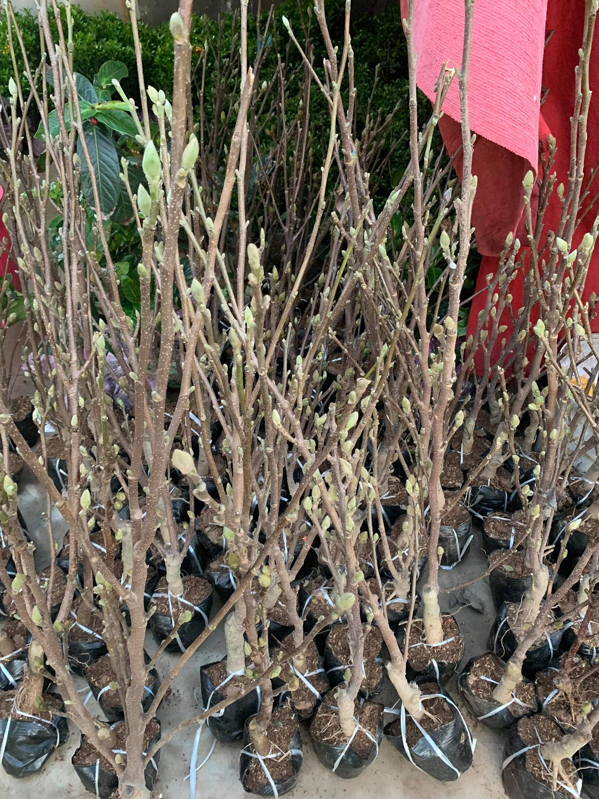 Theo tiết lộ của một số tiểu thương, hoa có xuất xứ từ Nhật Bản nhưng được trồng khá nhiều ở Trung Quốc và hiện hoa đã được nhân giống thành công tại Việt Nam.