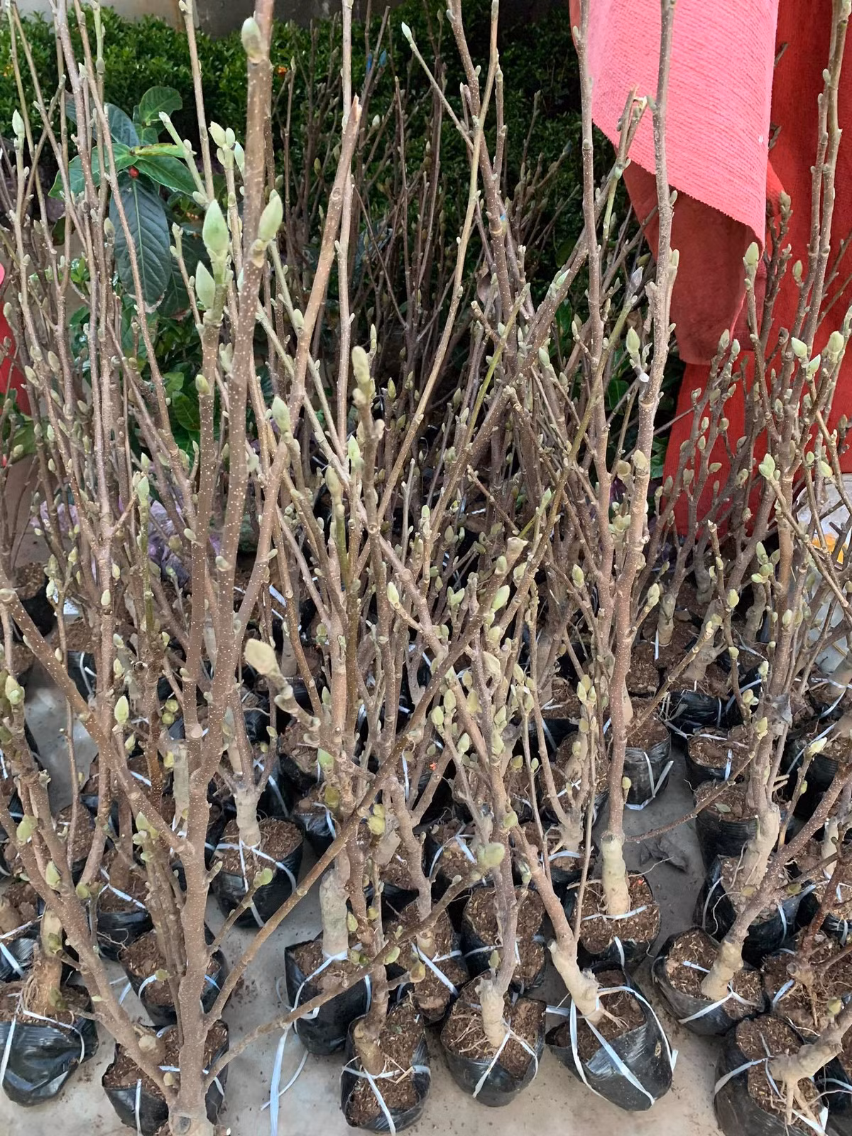 Theo tiết lộ của một số tiểu thương, hoa có xuất xứ từ Nhật Bản nhưng được trồng khá nhiều ở Trung Quốc và hiện hoa đã được nhân giống thành công tại Việt Nam.