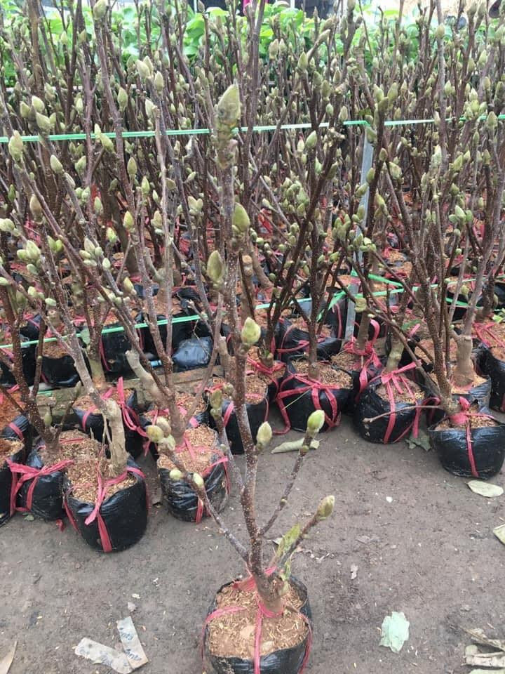 Cây hoa mộc lan thường cao khoảng 50cm, gồm 1 thân chính có đường kính 3-5cm cùng nhiều cành con bắt đầu ra nụ.