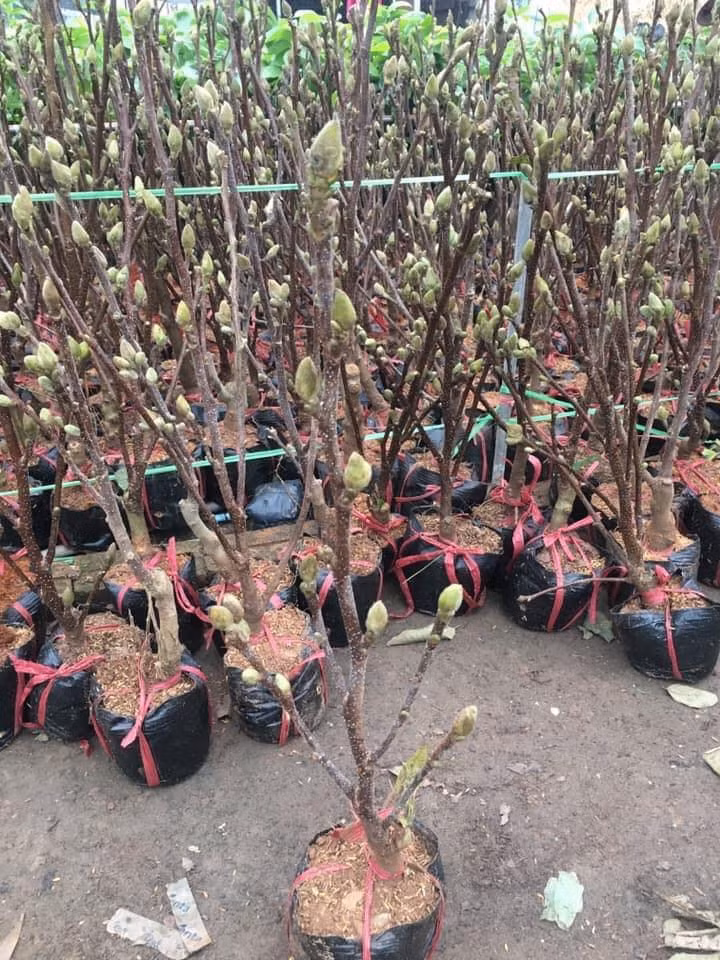 Cây hoa mộc lan thường cao khoảng 50cm, gồm 1 thân chính có đường kính 3-5cm cùng nhiều cành con bắt đầu ra nụ.