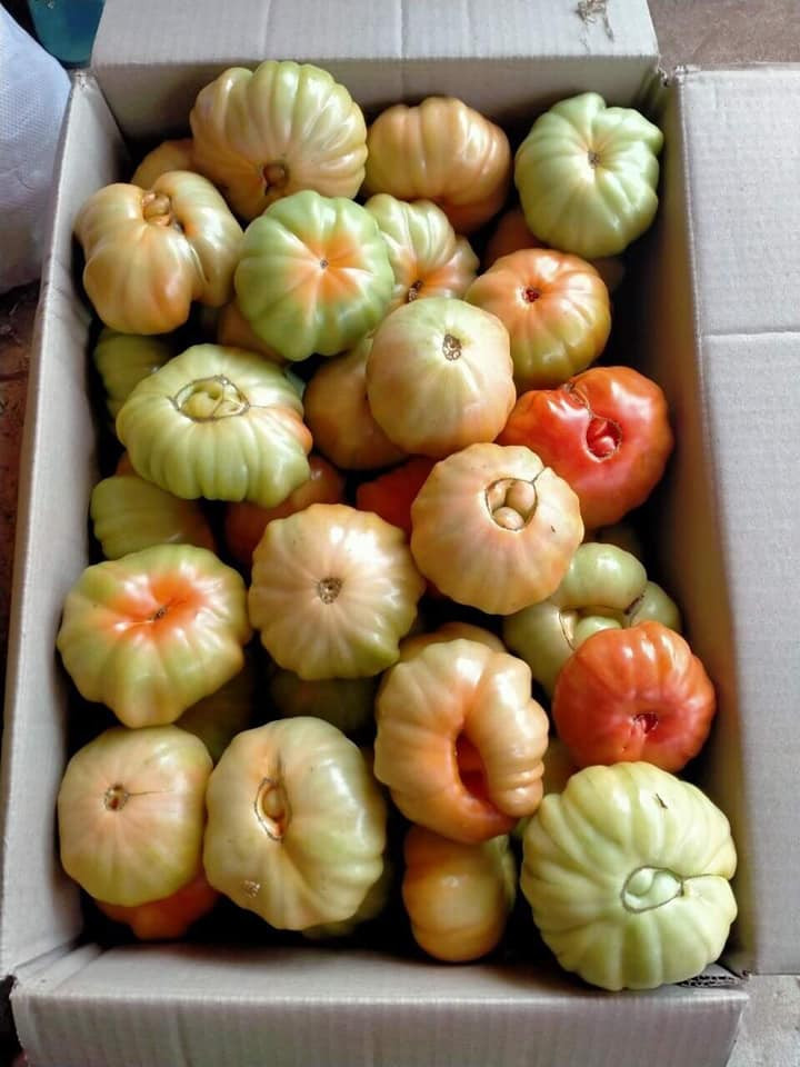 Đáng chú ý, nếu như cà chua ngoài chợ có giá từ 15.000 - 20.000 đồng/kg thì cà chua múi có giá đắt gấp đôi, từ 40.000 - 55.000 đồng/kg.