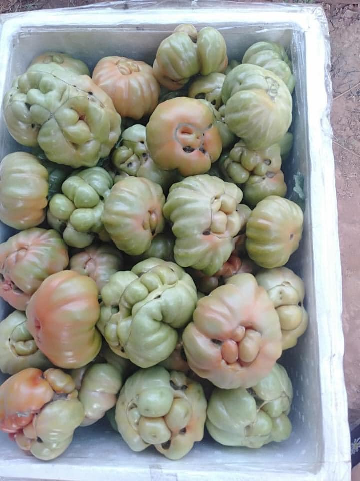 Theo chị Thảo, cà chua múi Yên Châu (Sơn La) là giống cà chua cổ xưa ko chiêt́ ghép nên hình dáng ngộ nghĩnh, cực kỳ nhiều bột, rất ngon. Nguồn ảnh: Facebook