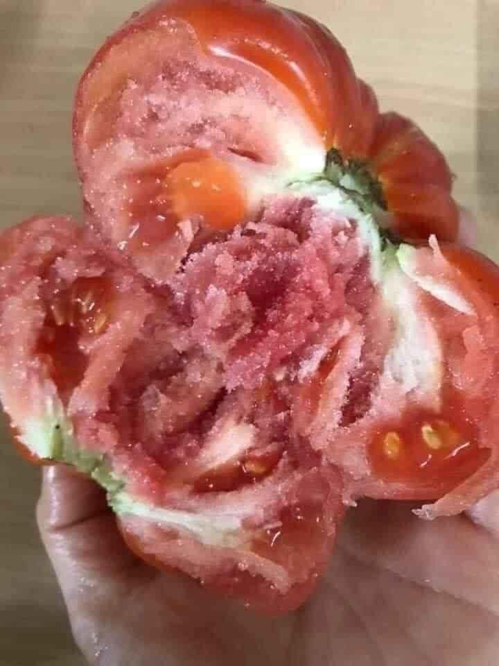 Anh Ninh (một đầu mối bỏ sỉ nông sản Sơn La) tiết lộ, cà chua múi trồng theo kiểu truyền thống nên năng suất cà không cao. Lượng hàng thu mua được phụ thuộc từng ngày bà con hái được nhiều hay ít.