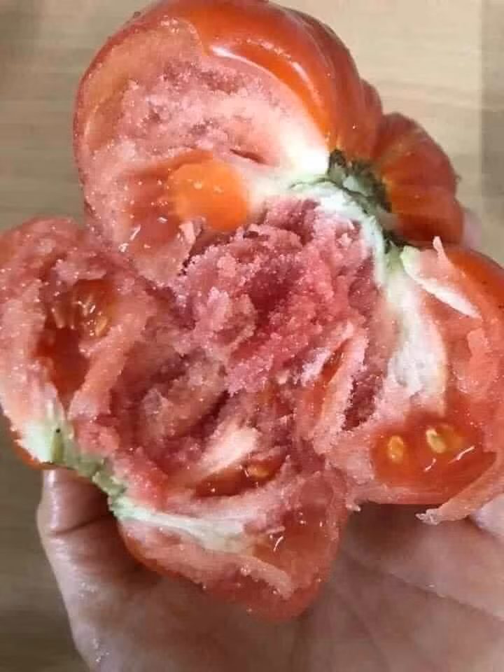 Anh Ninh (một đầu mối bỏ sỉ nông sản Sơn La) tiết lộ, cà chua múi trồng theo kiểu truyền thống nên năng suất cà không cao. Lượng hàng thu mua được phụ thuộc từng ngày bà con hái được nhiều hay ít.