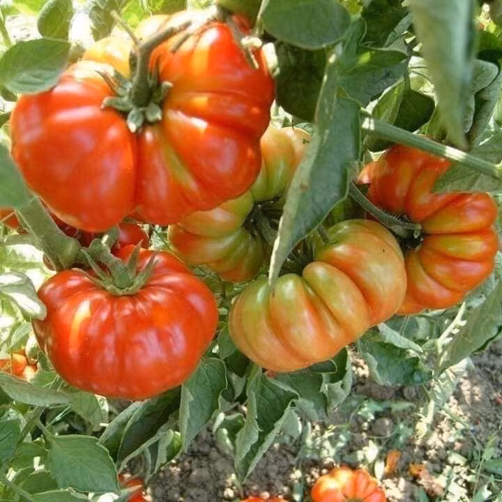 Theo chị Thúy, các bà nội trợ Hà Nội thích loại cà chua cổ này, bởi cùi và bột nhiều, ít hạt, có thể cắt ra làm salad hoặc dùng để nấu đều thơm ngon.