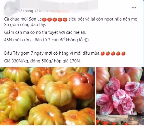 Dat gap doi loai thuong, ca chua mui Son La van 