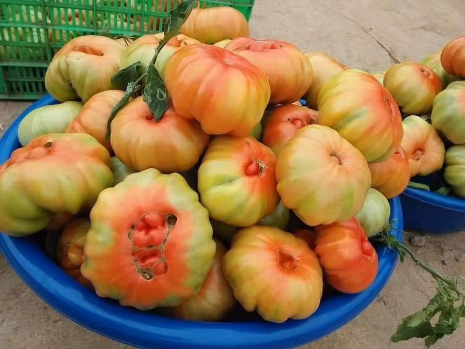 Theo người bán, đây chính là giống cà chua cổ bà con dân tộc trên Sơn La trồng. Dịp này bắt đầu vào vụ thu hoạch.