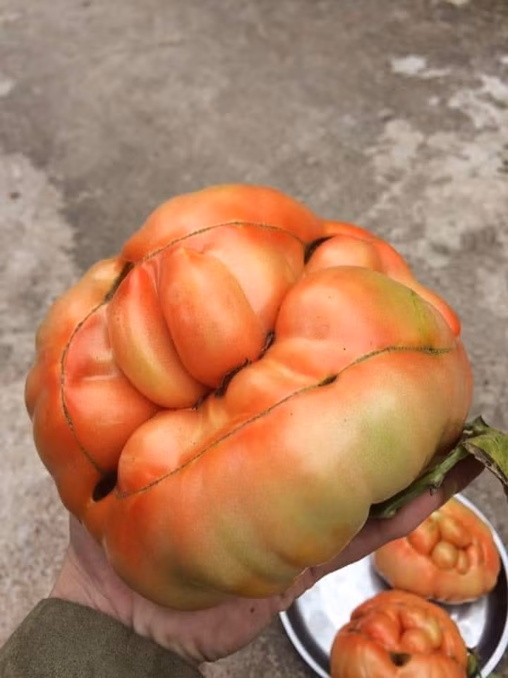 Rất thích loại cà chua múi Sơn La, chị Thảo (Cầu Giấy) cũng đặt mua 5kg về ăn dần.