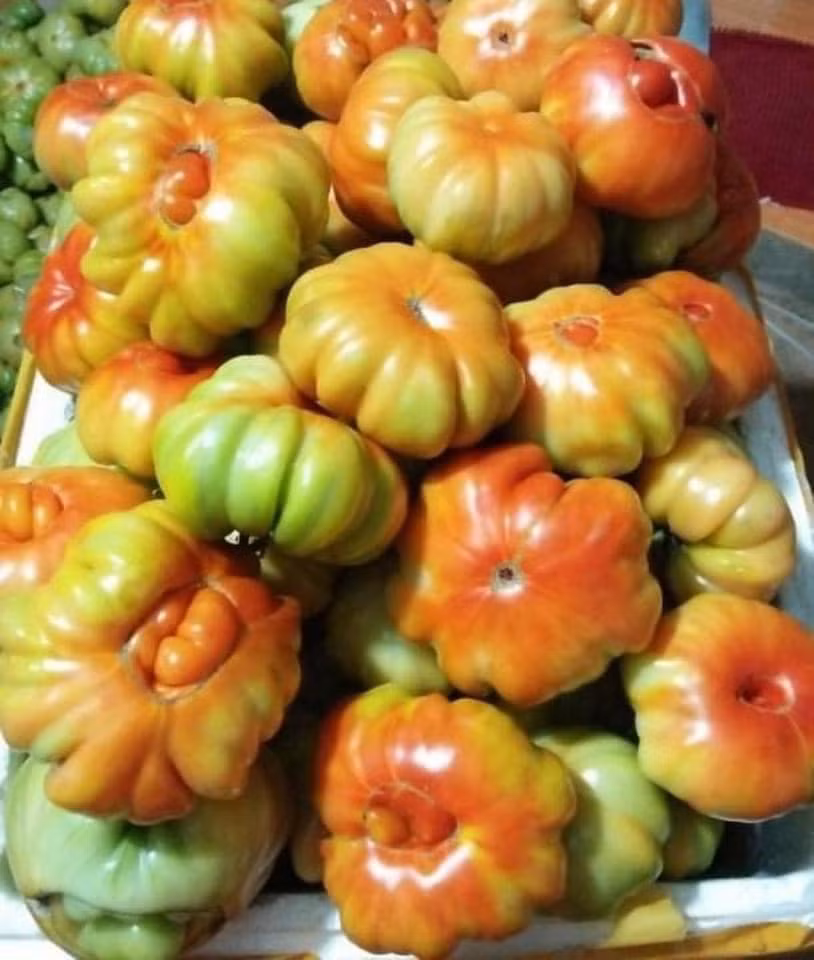 Cà chua múi Sơn La có vẻ ngoài xấu lạ, giống như hàng loại. Quả to nhỏ không đều nhau.