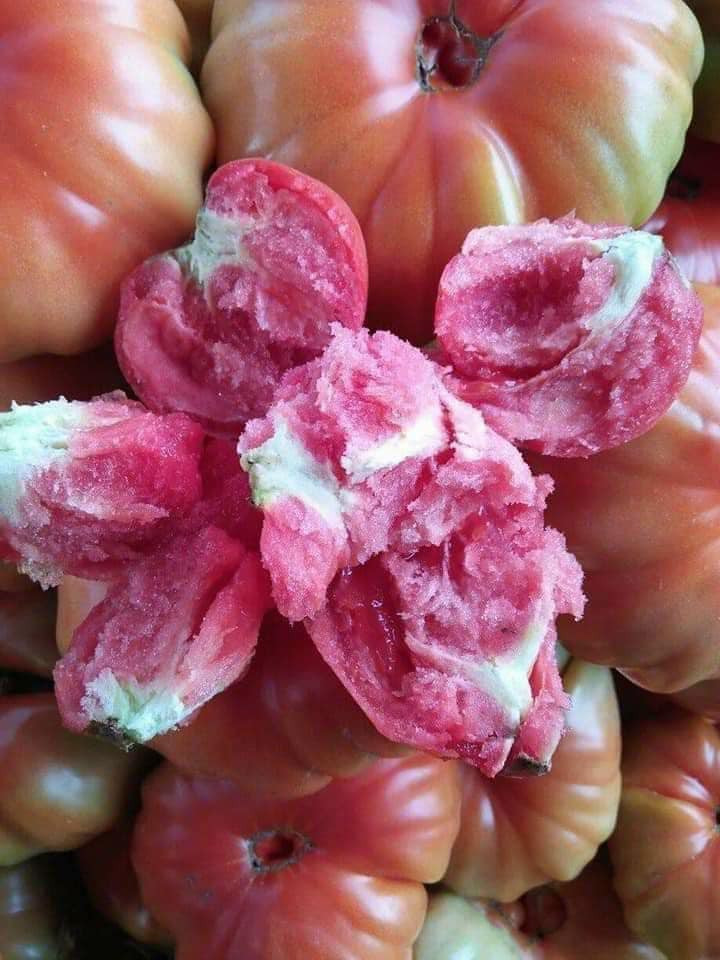 Không chỉ vậy, cà chua múi Sơn La khi nhập về chín không đều màu, khách mua phải để vài ngày cho chín đỏ hẳn mới có thể ăn được.