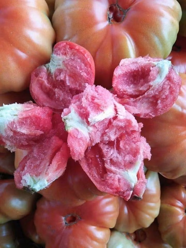 Không chỉ vậy, cà chua múi Sơn La khi nhập về chín không đều màu, khách mua phải để vài ngày cho chín đỏ hẳn mới có thể ăn được.