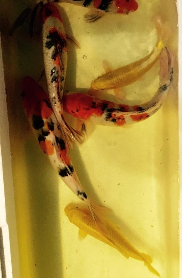 Những chú cá Koi nhập khẩu từ Nhật Bản với đủ sắc màu. Ảnh: Lao động.