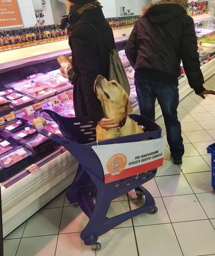 Siêu thị có hẳn xe đẩy dành riêng cho thú cưng.