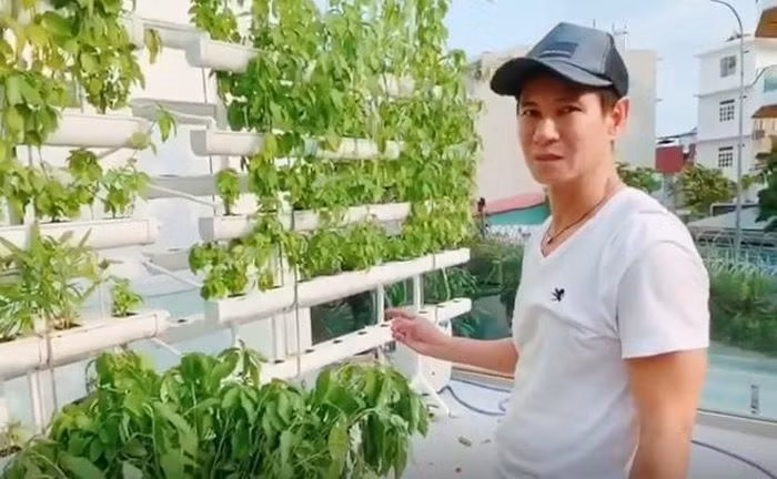 Vườn rau xanh được vợ chồng Lý Hải - Minh Hà thiết kế dạng thủy canh và thổ canh. Phần sân thượng được anh thiết kế hệ thống thủy canh dạng đứng kèm mái che để giảm bớt ánh nắng và mưa trực tiếp.