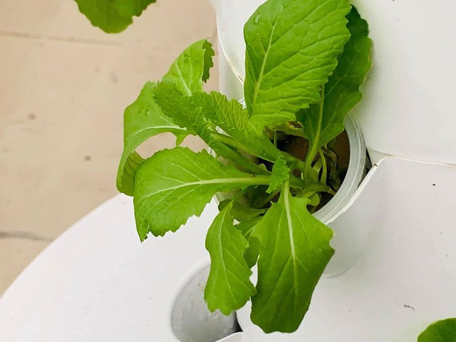 Vườn rau được MC Đại Nghĩa trồng hoàn toàn không sử dụng các loại thuốc hóa học để đảm bảo sức khỏe.