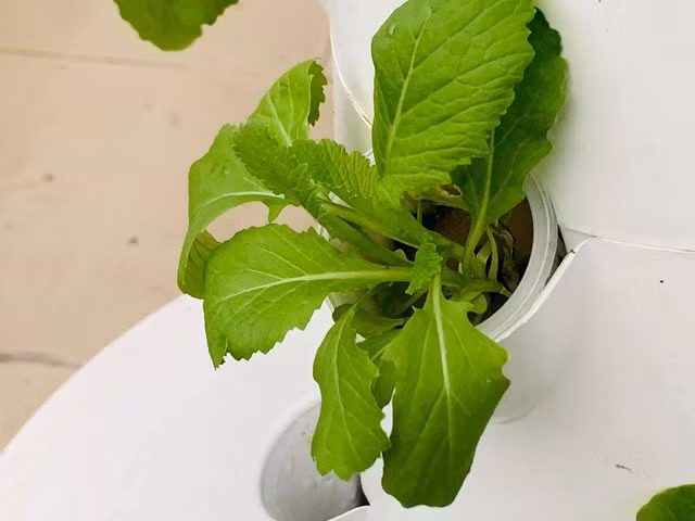 Vườn rau được MC Đại Nghĩa trồng hoàn toàn không sử dụng các loại thuốc hóa học để đảm bảo sức khỏe.