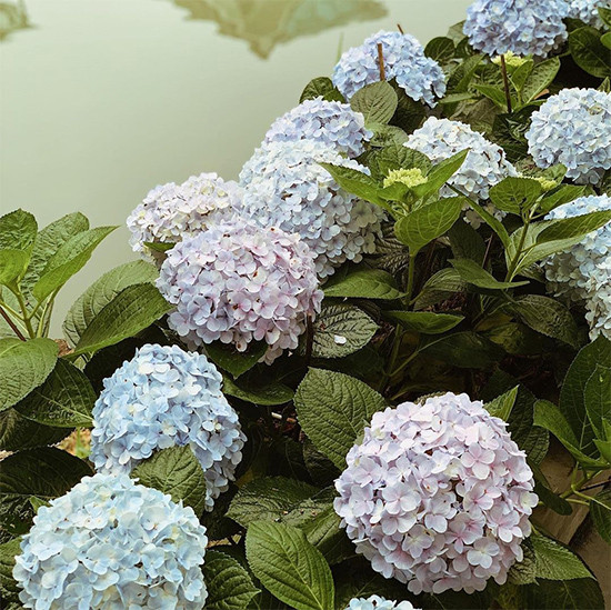 Nàng hậu trồng rất nhiều hoa ở vườn nhà, trong đó có cẩm tú cầu phủ kín bờ sông.