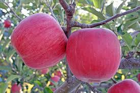 Theo lý giải, do ban đêm ở đây có nhiệt độ thấp hơn những vùng khác nên cây lưu giữ được nhiều chất dinh dưỡng để nuôi quả. Vì vậy mà táo lưu giữ được độ giòn lâu 1 cách kỳ lạ. Ảnh: Getty Image