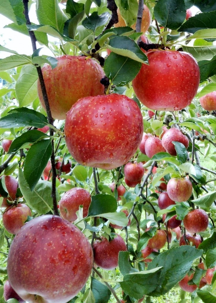 Tiểu thương tiết lộ, nhờ hợp với thổ nhưỡng ở Fuji từ nguồn đất cho đến lượng mưa nên táo phát triển tốt. Ảnh: Getty Image