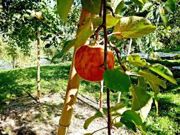 Chị Thảo (Ba Đình, Hà Nội) cho biết vừa đặt mua 3kg táo tuyết đỏ để làm quà biếu Giáng sinh. Loại táo này chị Thảo từng được thưởng thức vì có người bạn ở Nhật về đem tặng. Ảnh: Getty Image