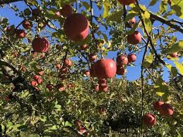 Đặc biệt, táo tuyết đỏ Phú Sĩ phải trải qua 10 giai đoạn mới thu hoạch. Để bảo quản táo, mỗi một trái được bao bọc những loại bao khác nhau. Ảnh: Getty Image