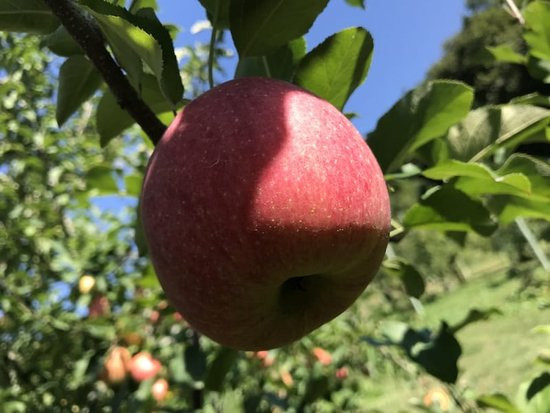 Theo chị Thảo, loại táo này khá giống táo Mỹ, táo Úc nhưng khi ăn thì có một độ giòn, dai, đanh mà khó có loại táo nào sánh được. Ảnh: Getty Image