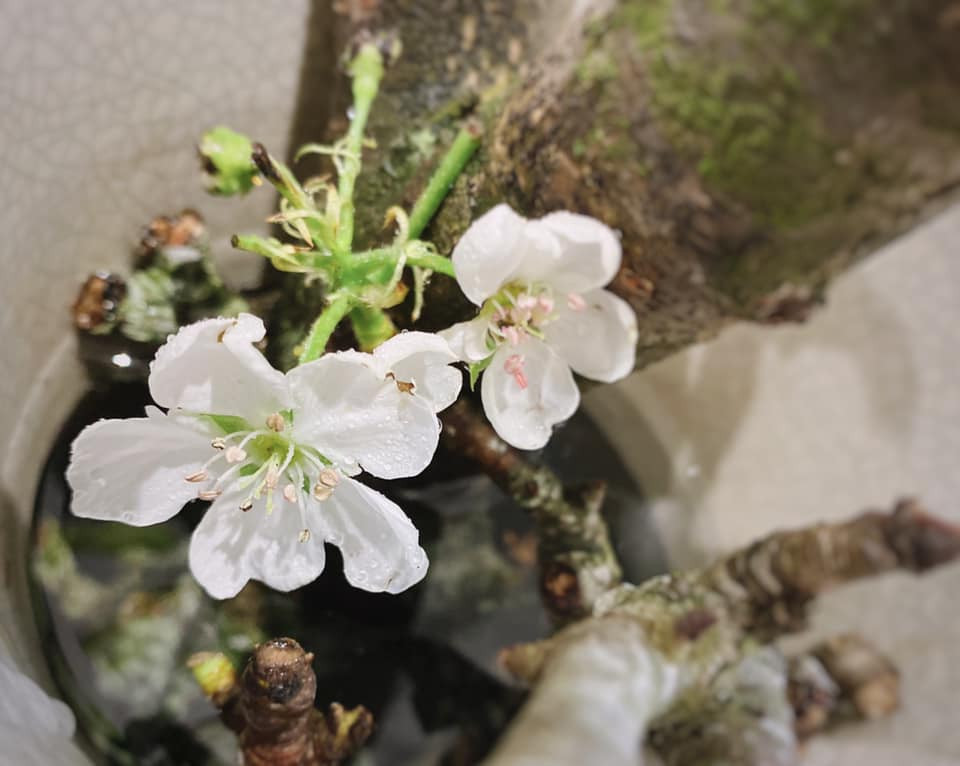 Còn hơn 3 tháng nữa mới đến Tết Nguyên đán nhưng từ vài tuần nay, những cành lê rừng trắng muốt đã được rao bán trên chợ mạng, thu hút sự chú ý của nhiều khách hàng mê hoa. Ảnh: FB Nguyễn Bích Thảo.